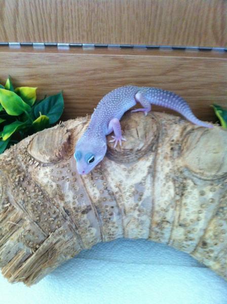 Elvis, blizzard