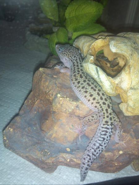 relaxing on the rock!