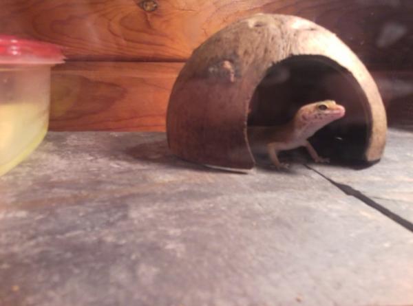 Roxy in her hide.