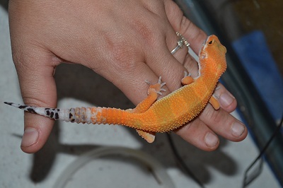 geckos 004