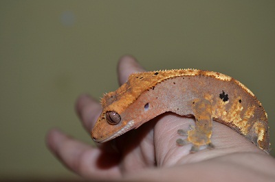 geckos 017