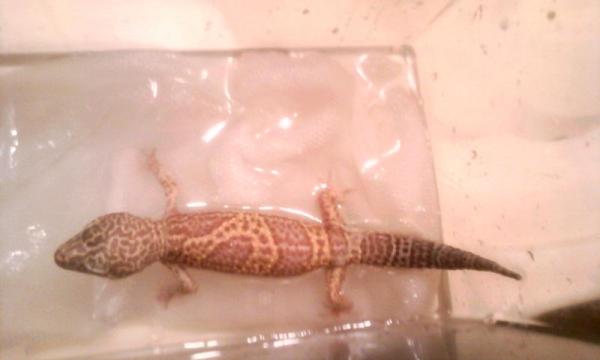 After Rex's prolapse surgery; He lost a lot of weight and had 2 stitches near his vent