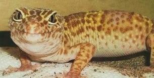 Rex when I first brought him home.