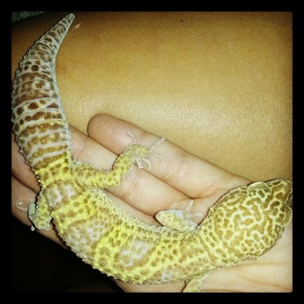Rex now has a nice healthy weight :)
