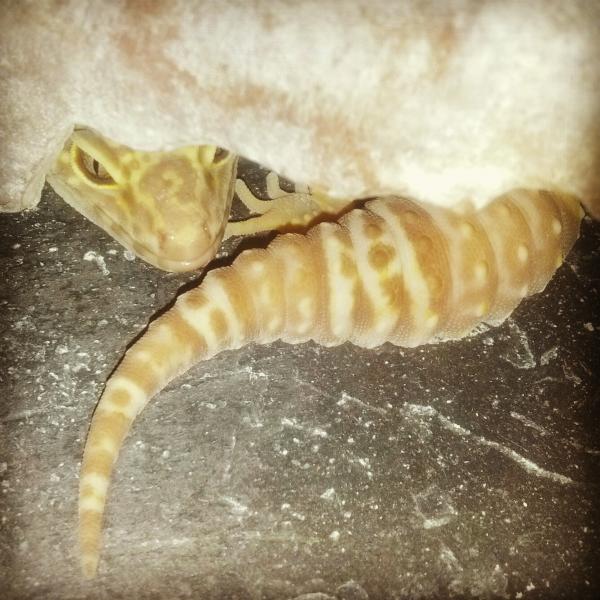 Xena is a bit shy but curious