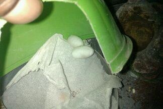Xena's Eggs