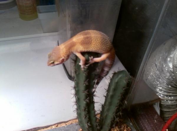 Climbing the Cactus!