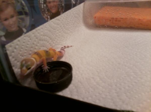 First pic of Banana! Adopted 12/28/12