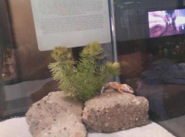 Banana exploring all 20 gallons of the tank