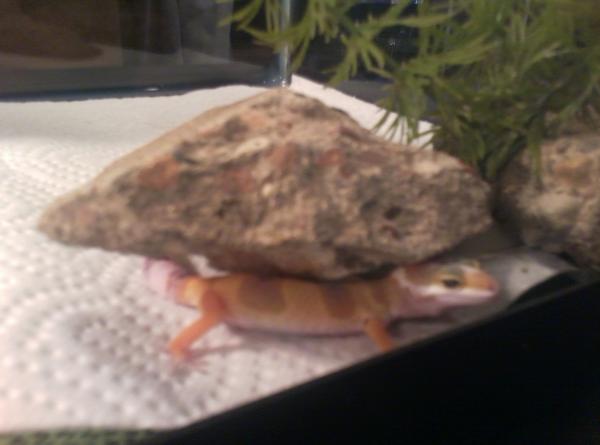 Hide and seek :P