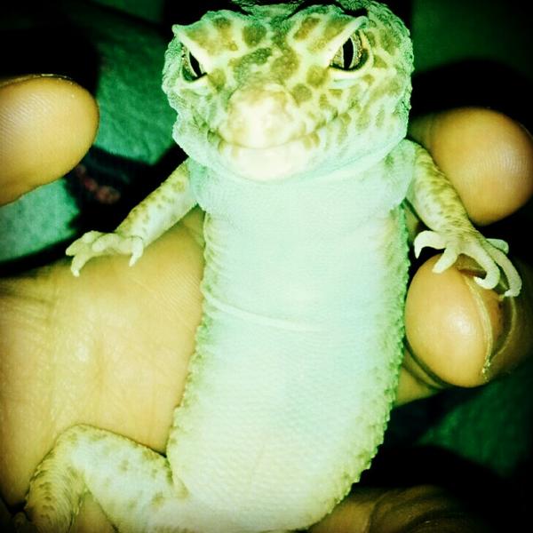 Rex posing