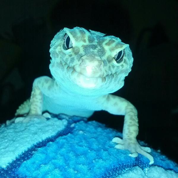 Oh hello human