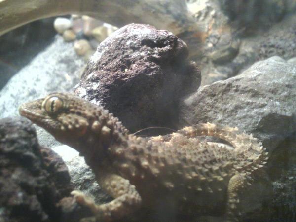 crocodile gecko