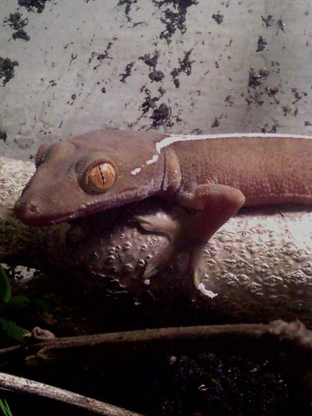 white lined (skunk) gecko