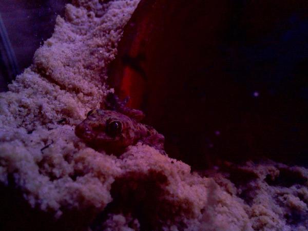 waldo the house gecko