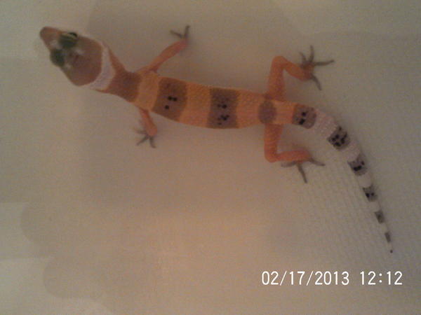 Upside down ;) As of today She is 4 and 3/4 inches long.