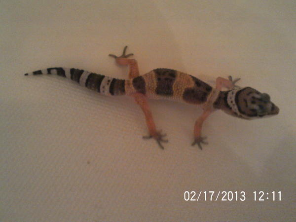 Today Cheddar is 4 and 1/4 inches long, And looks great! :)