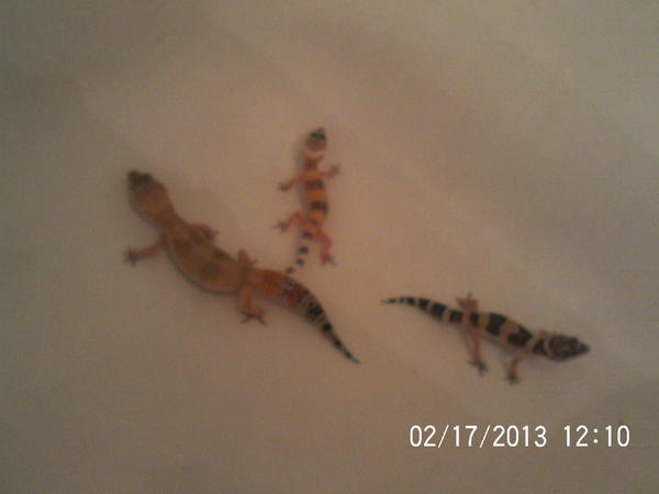 One big tub, full of bad geckos