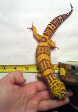 Feb 13, 2013

10.4 inches and 90 grams