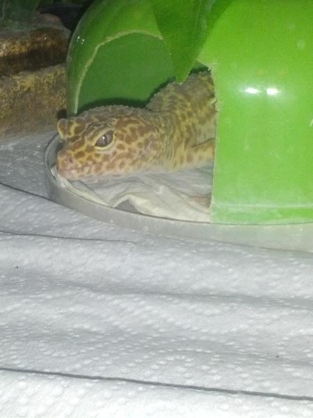 Update Pic of Rex eye, no longer swollen 2/25/13