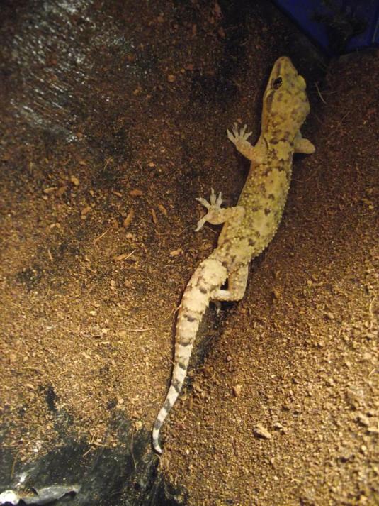 hemidactylus brookii