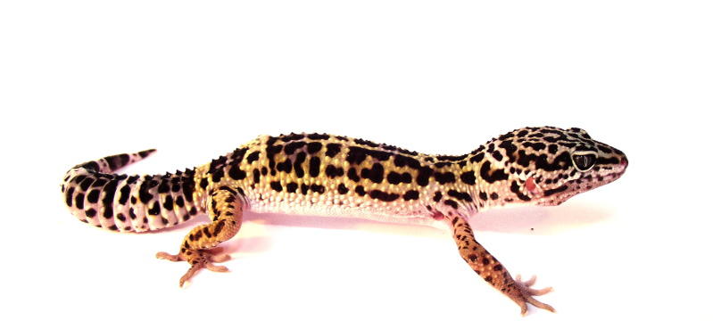 eublepharis macularius