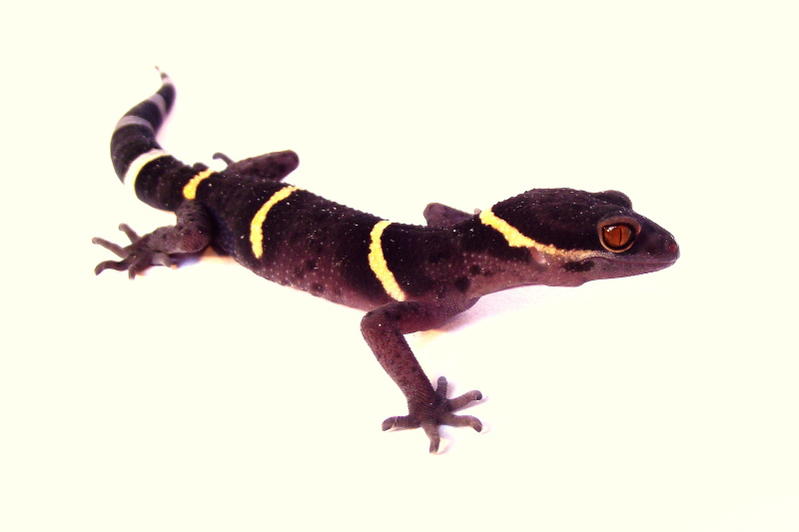 goniurosaurus lichtenfelderi