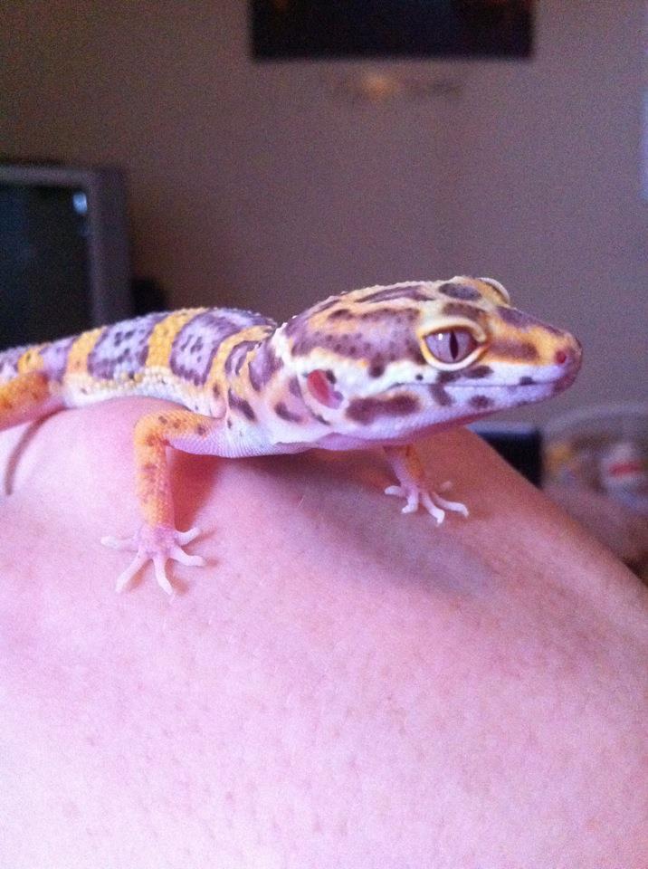 pistachio around 6 months old. hes about a year now. going to take newer ones tomorrow, i have lots more just not on this pc.