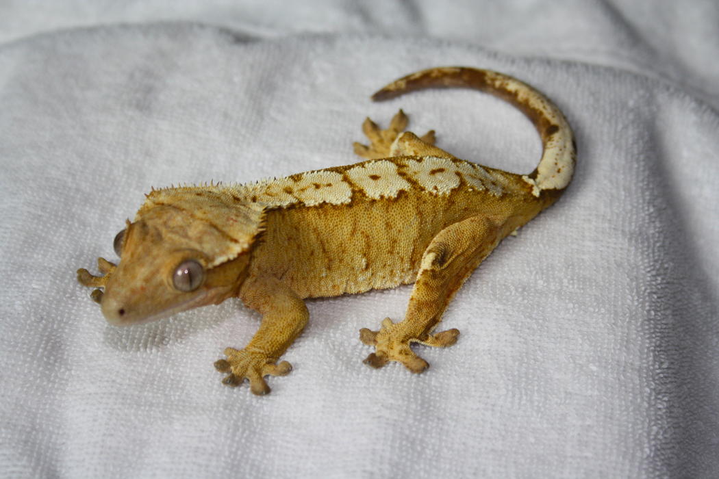 Crested Gecko Female - Yellow Cream on Cream