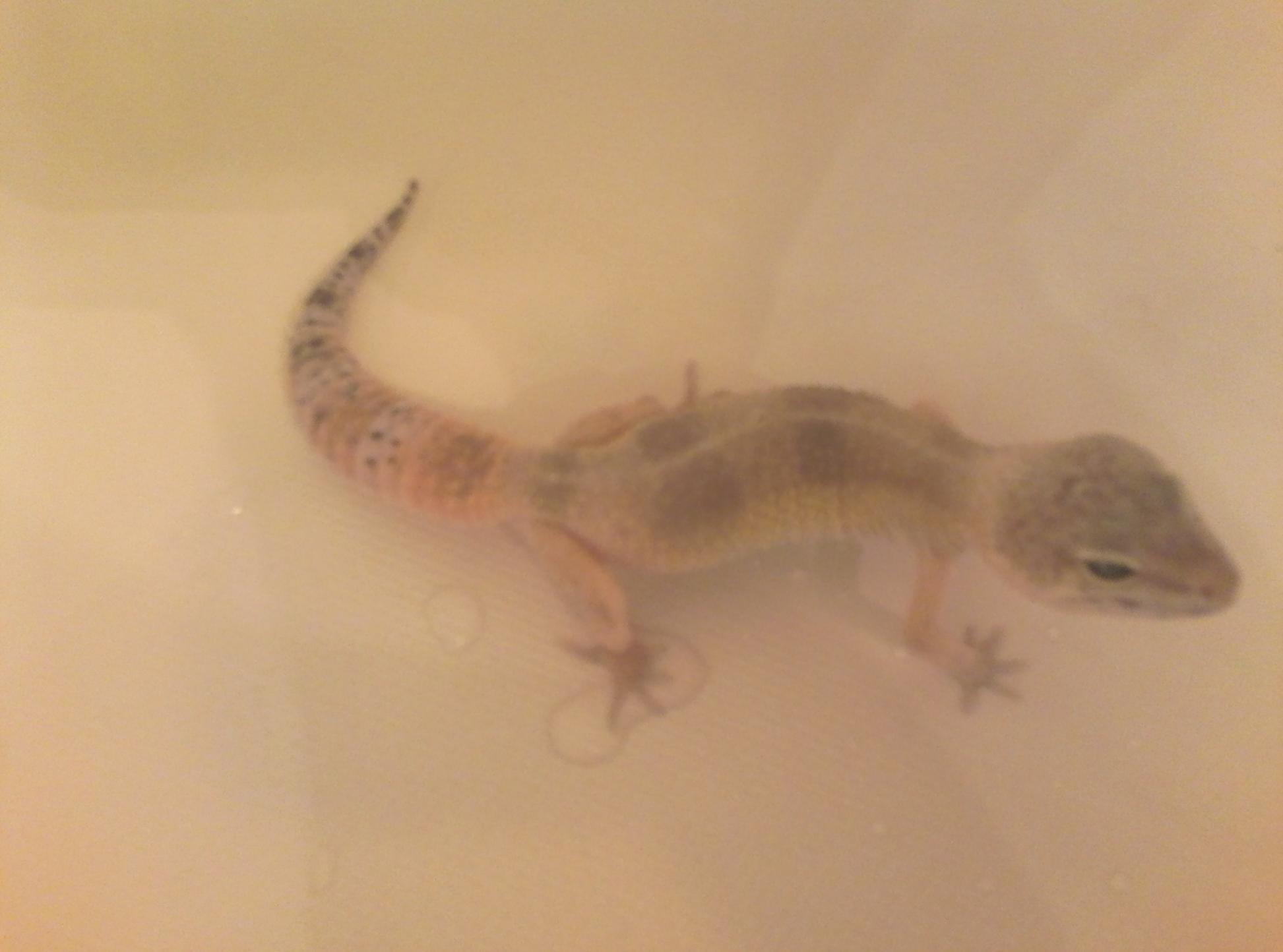Blurry pic but as of 6-14-13 Roxanne is 7 and 1/2 inches