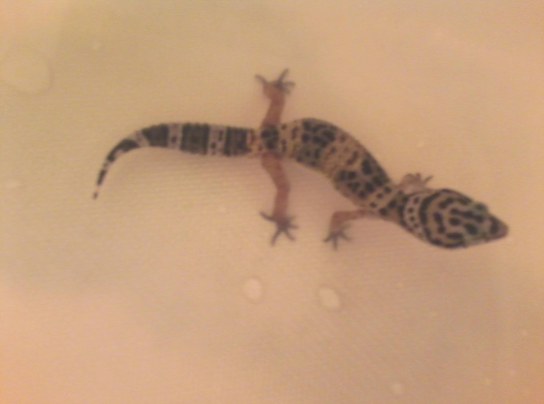 Blurry but 6-14-13 Cheddar is 5 and 1/2 inches