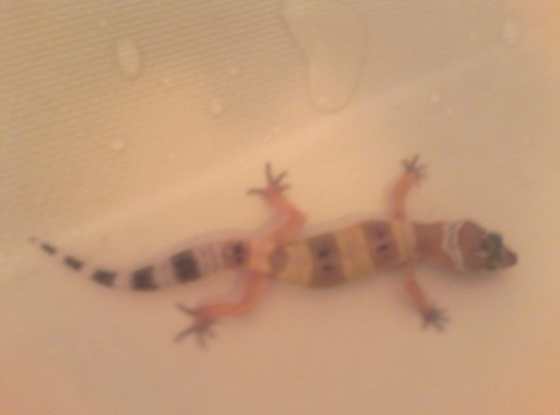 Blurry but Banana is 5 inches as of 6-14-13