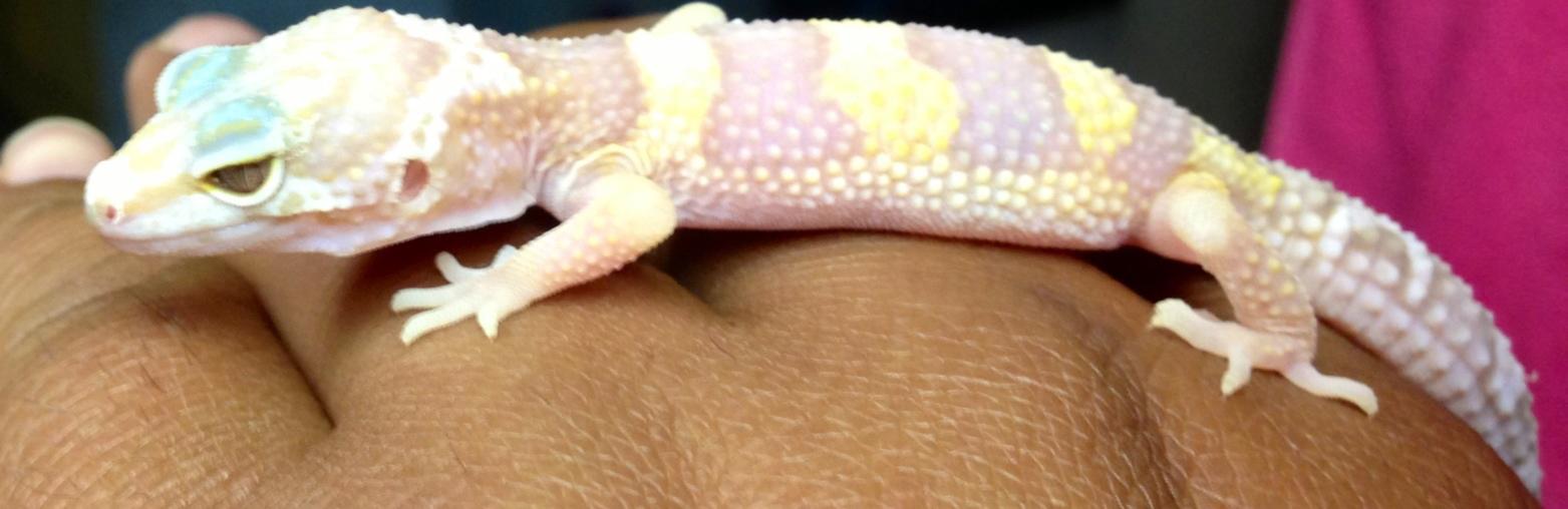 "RainWater albino" Evo