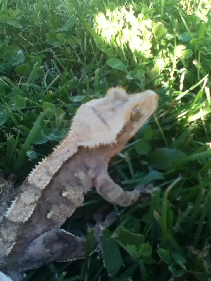 Anyone know what morph my Crestie is?