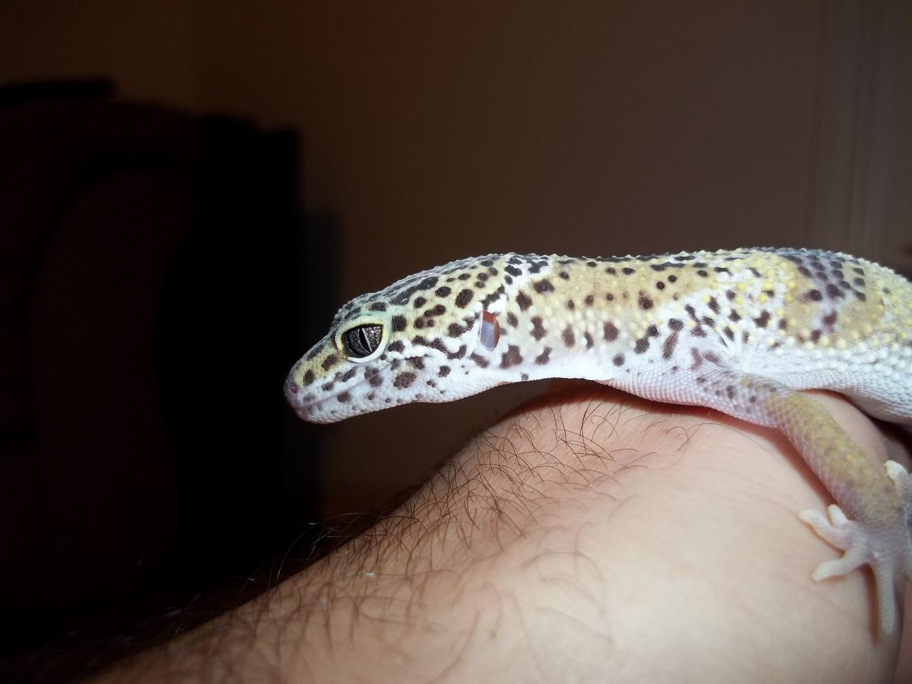 Ivan2