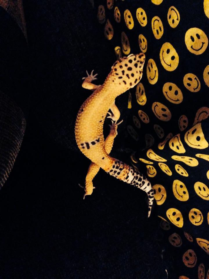 ziggy