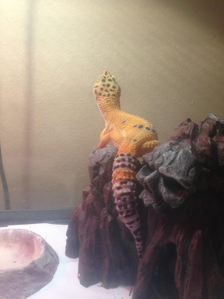 ziggy 2