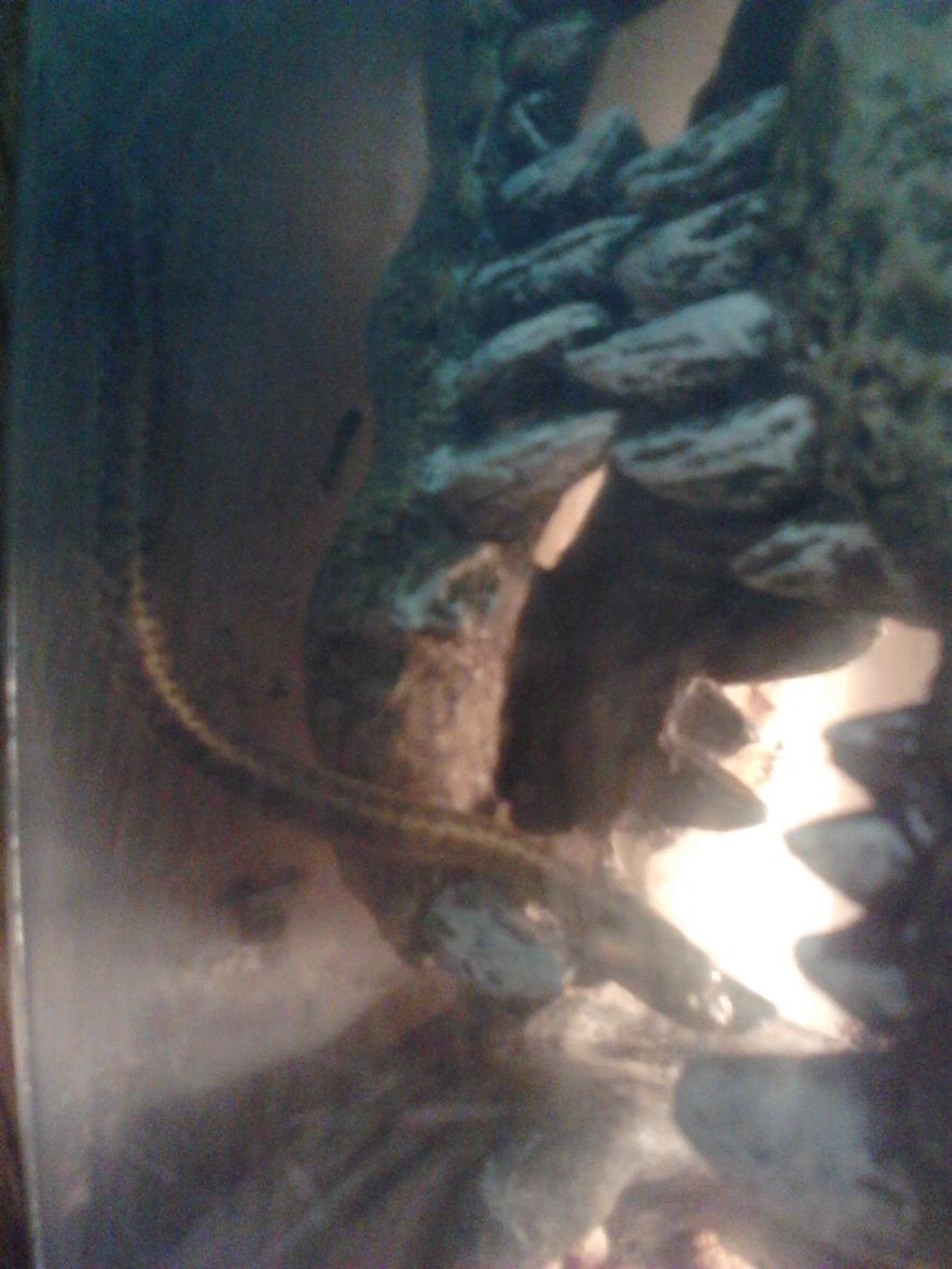 snake001
