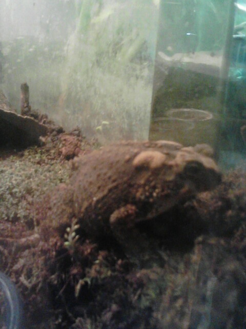 toad