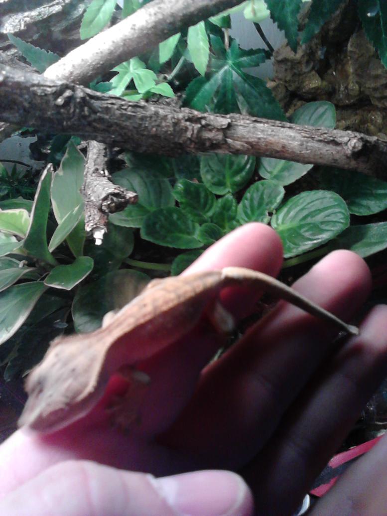 gecko02