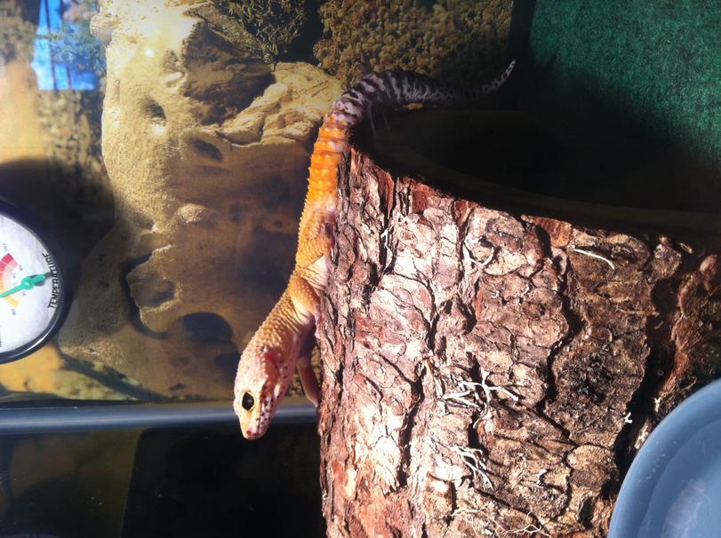 Chillin like a Villian. :).