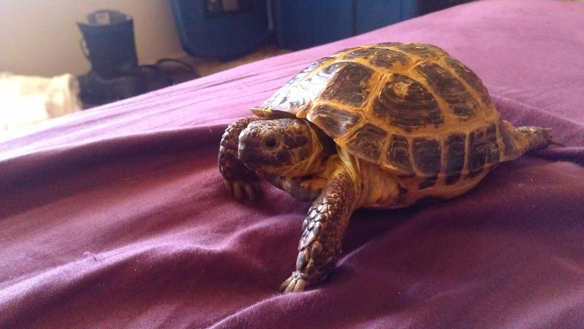 Odin