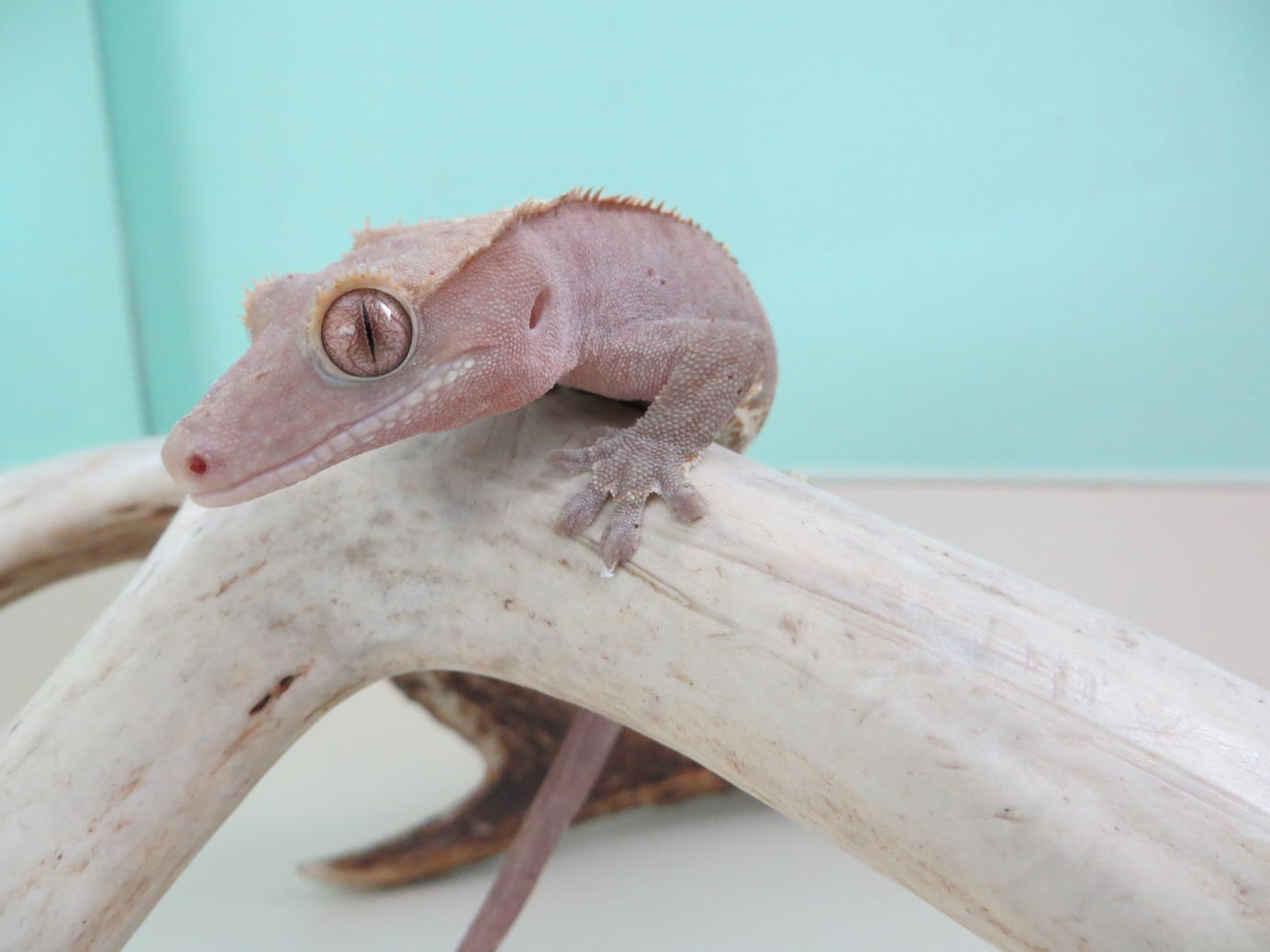 Loki