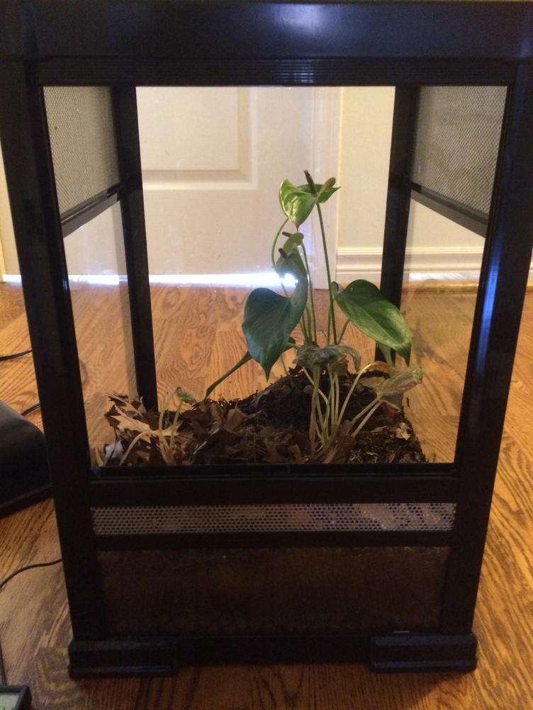 Evacuated vivarium, leaving only a potted anthurium(purple flowers) and Rex Begonia