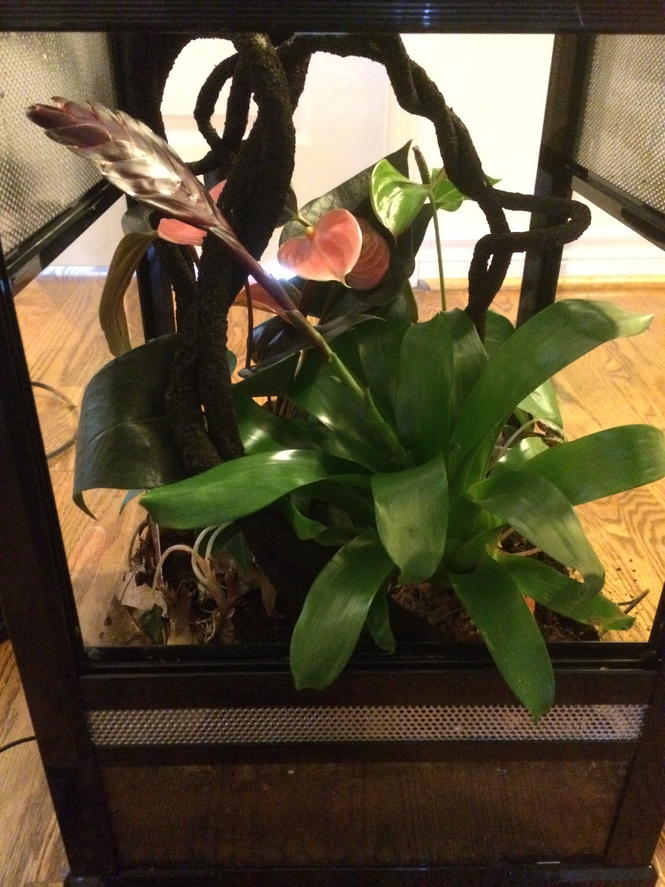 Addition of potted Brom to front of vivarium