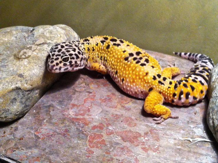 The one and only Savannah Blue