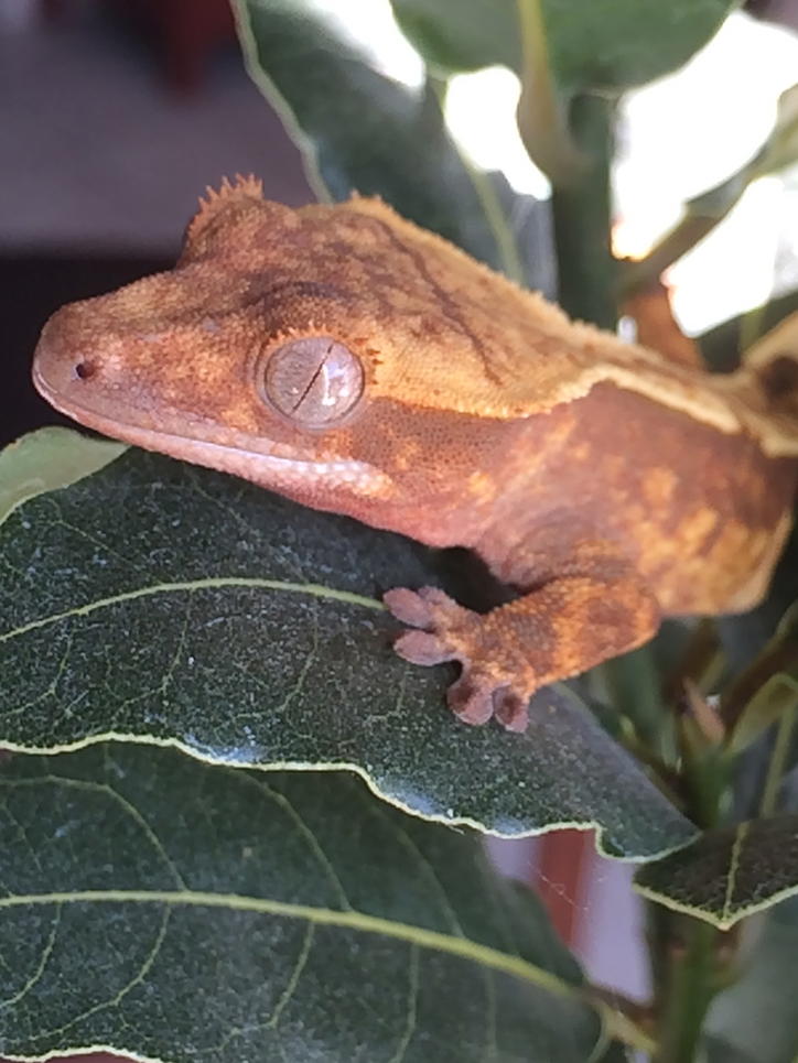 Portia on a Bay leaf