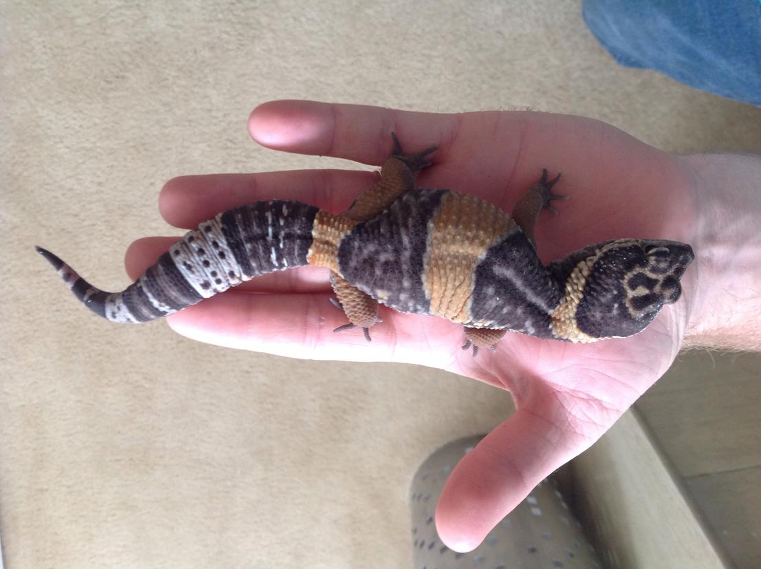 E. hardwickii