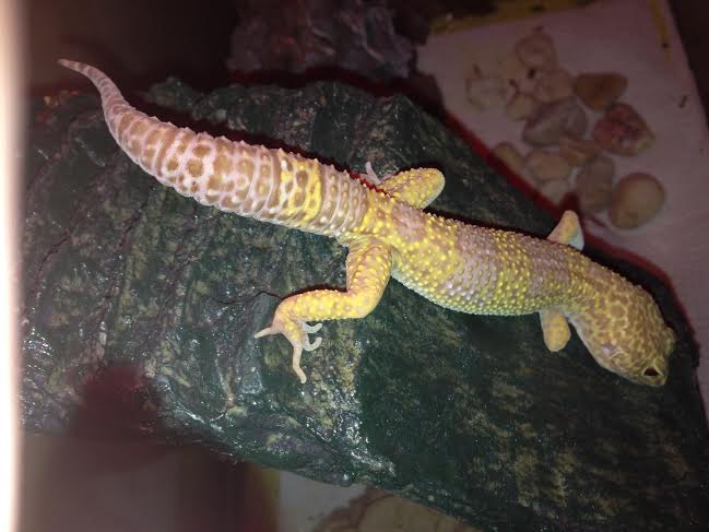 chuck