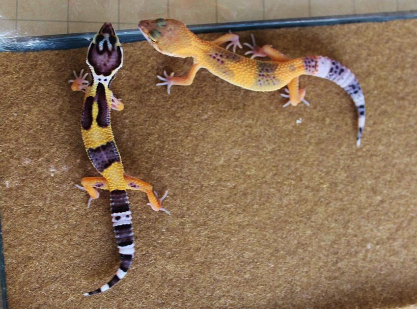 Valor & Siren 4 28 14